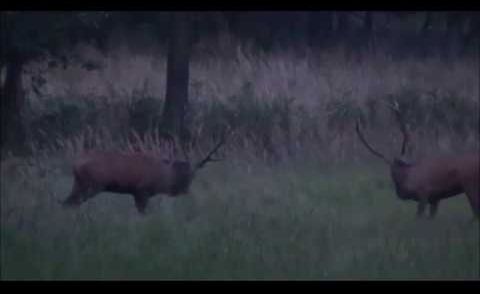 Rotwild Brunft Darß . Hirsch Fuchs und Sau.  Deerhunting.