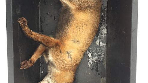 Luderschleppe auf Fuchs: Mein größtes Jagdgeheimnis