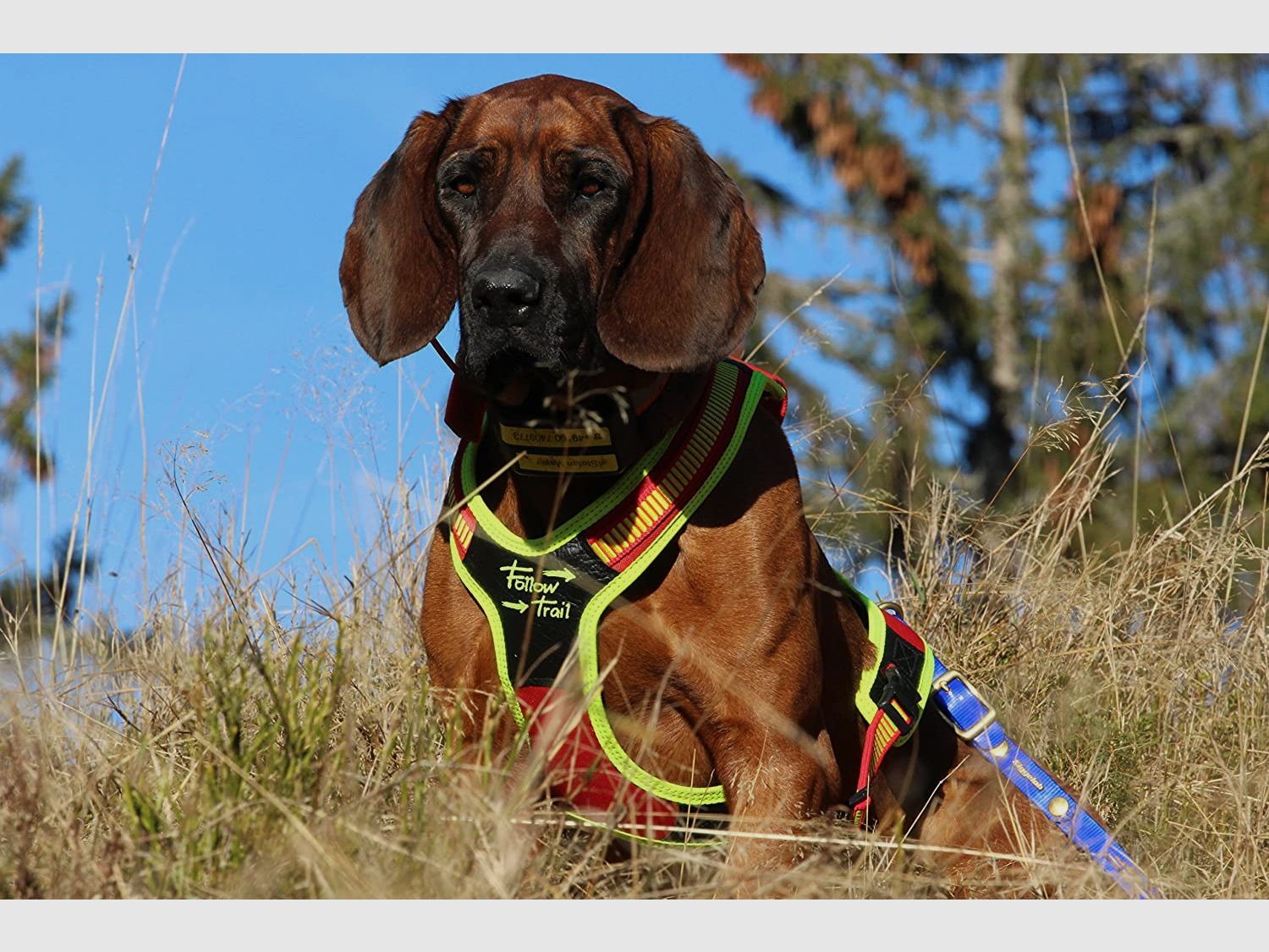 NIGGELOH FOLLOW TRAIL harnais de pistage pour chiens, image 4 sur 5