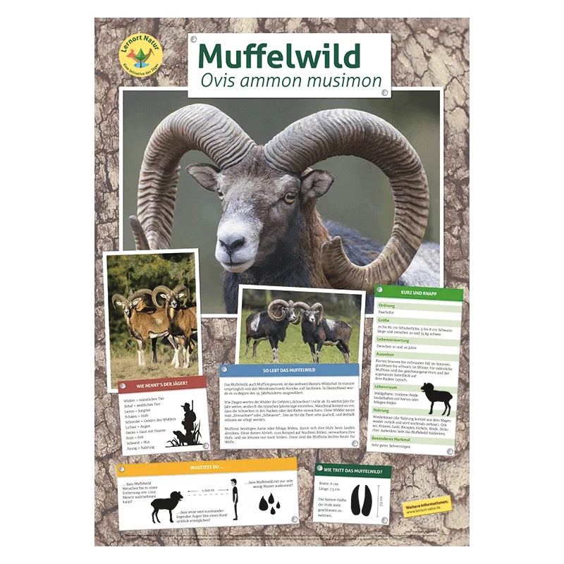 Lernort Natur-Tierposter Muffelwild