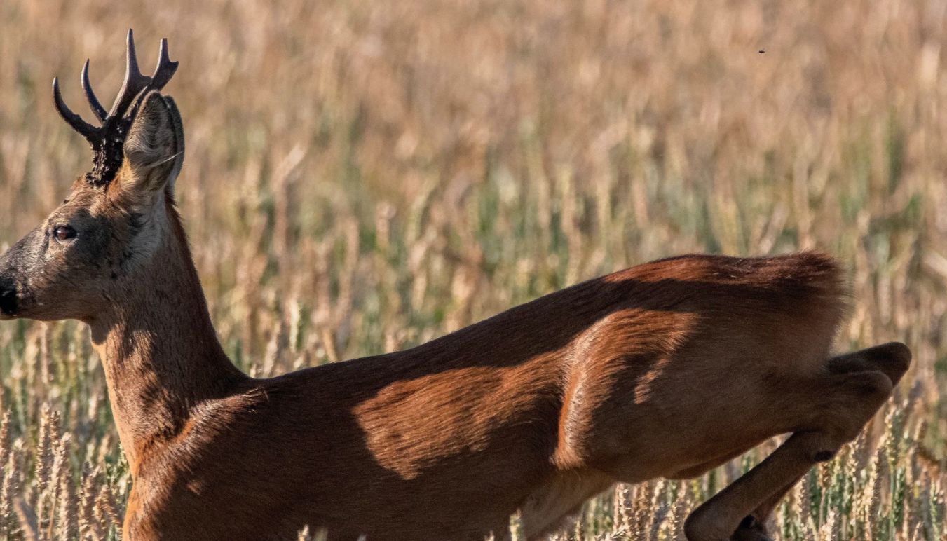 Die beste Ausrüstung für die Bockjagd