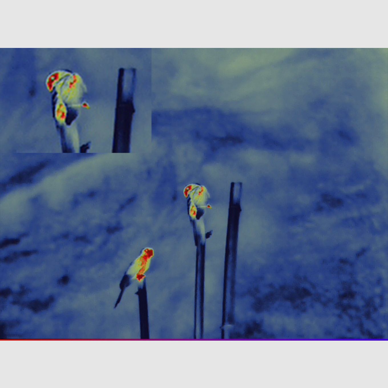 Guida binocolo termico TN650 portatile sensore 640x480