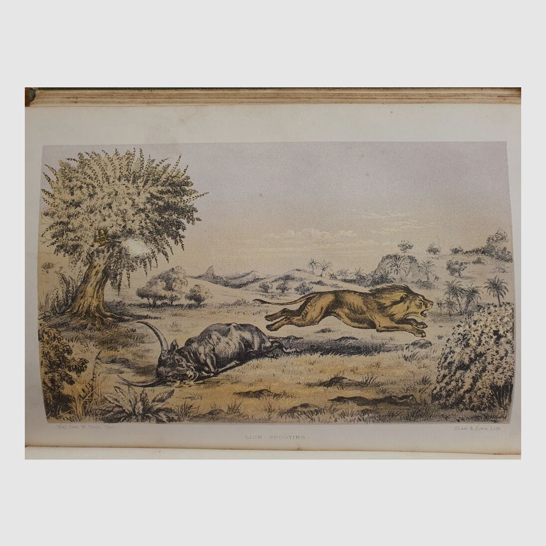R.Hughes Cape Gun, immagine 9 di 9