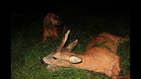 Bockjagd im August - Roebuck hunting in August