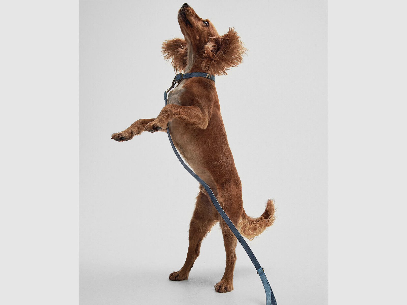 Smycz dla psa Barbour zrobiona ze skóry