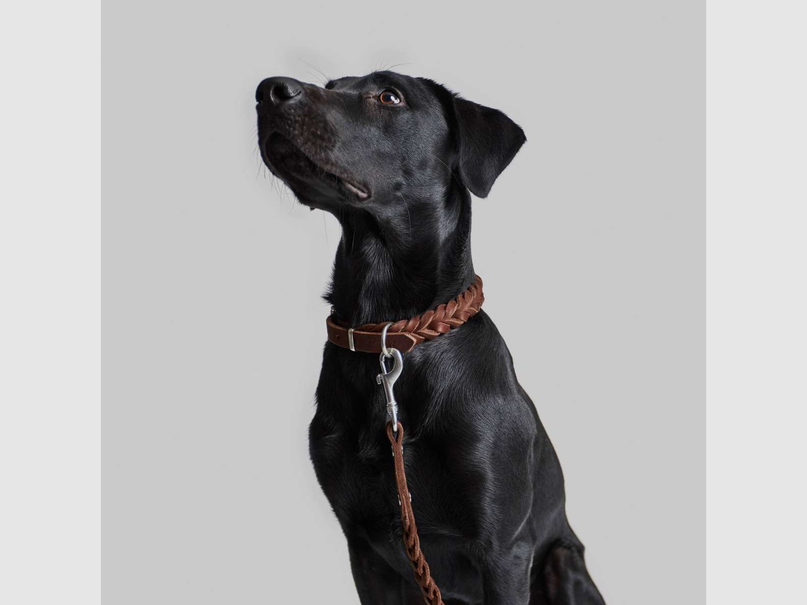CP Brown collar, image 5 of 6
