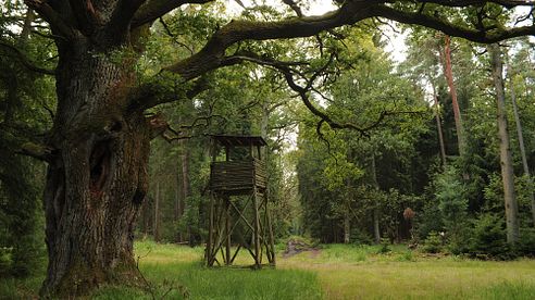 Umsatzsteuerpflicht auf Jagdpacht