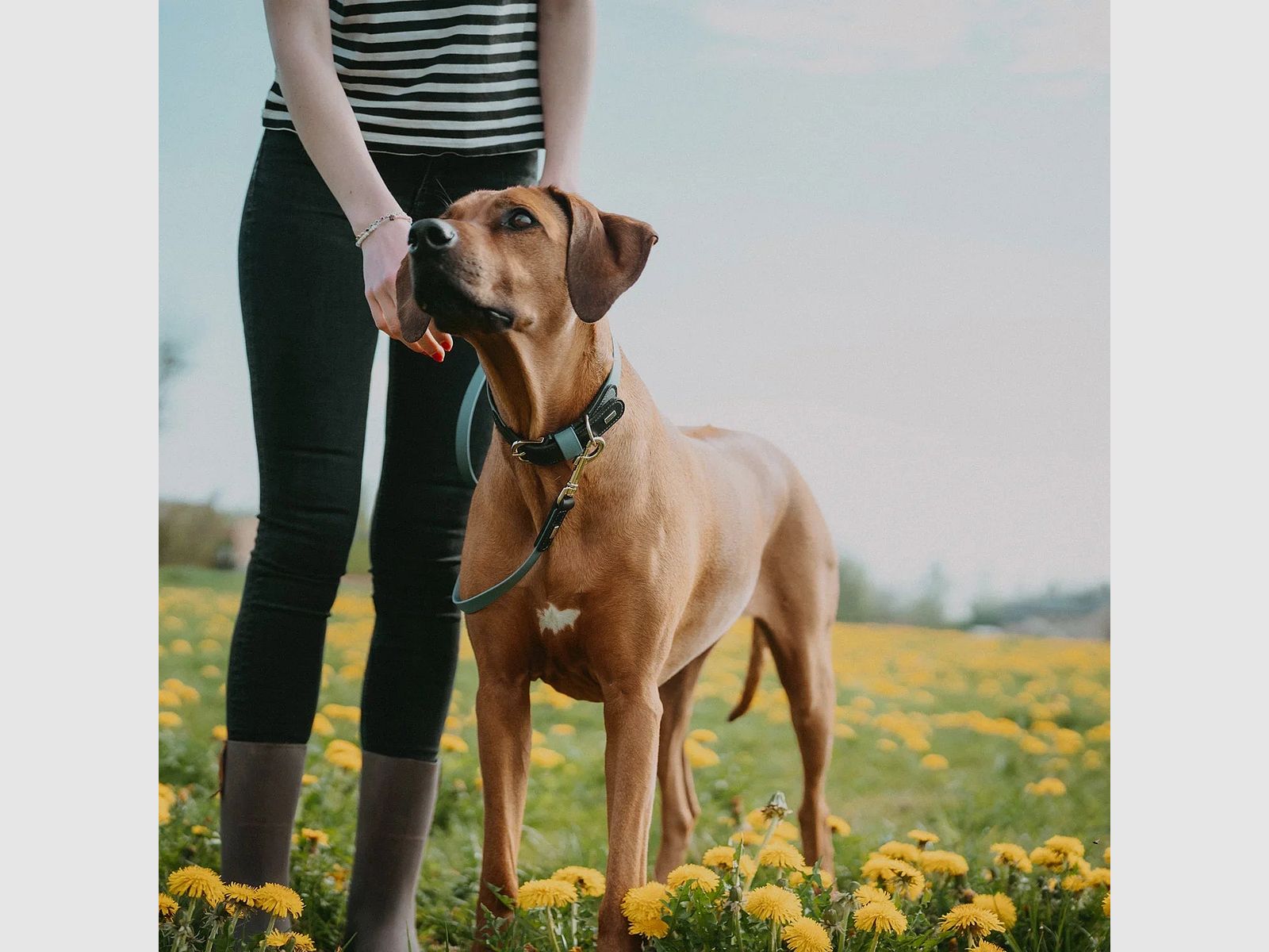 Hunter Halsband Wolmar