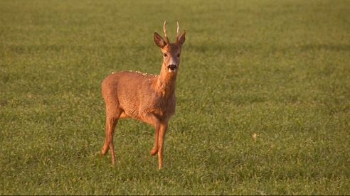 Endlich Mai! Bockjagd im Frühling.