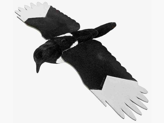 Magpie with flocking and wings