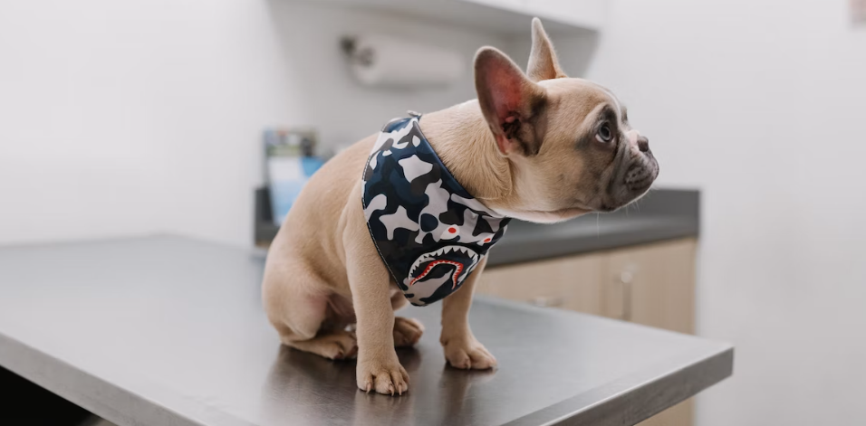 Equipped for Every Emergency: The Most Important Medications for Your Dog in Your Travel Luggage