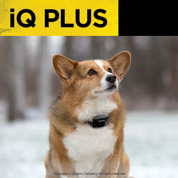 IQ Plus, immagine 5 di 5