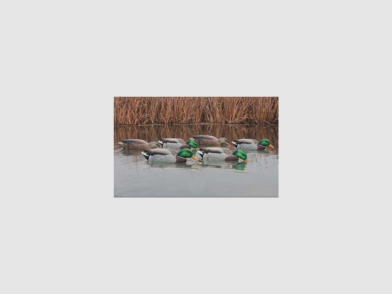 Formen von Stockenten AvianX Back Water HD, Bild 2 von 2