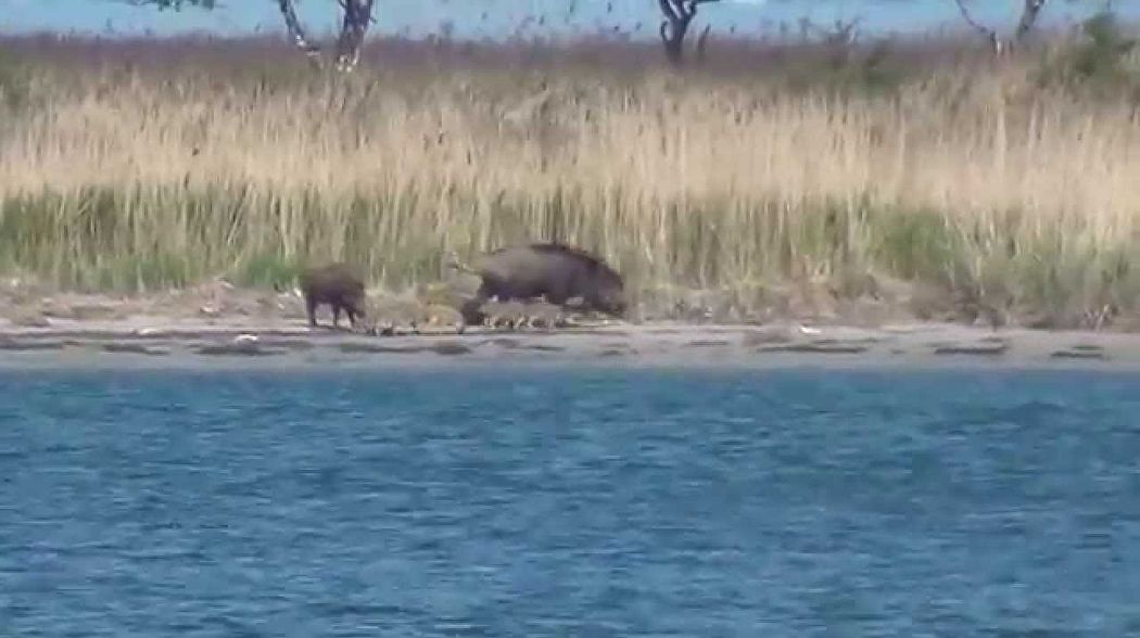 Sauen am Wasser . Dziki . Wild Boar . Hunting .