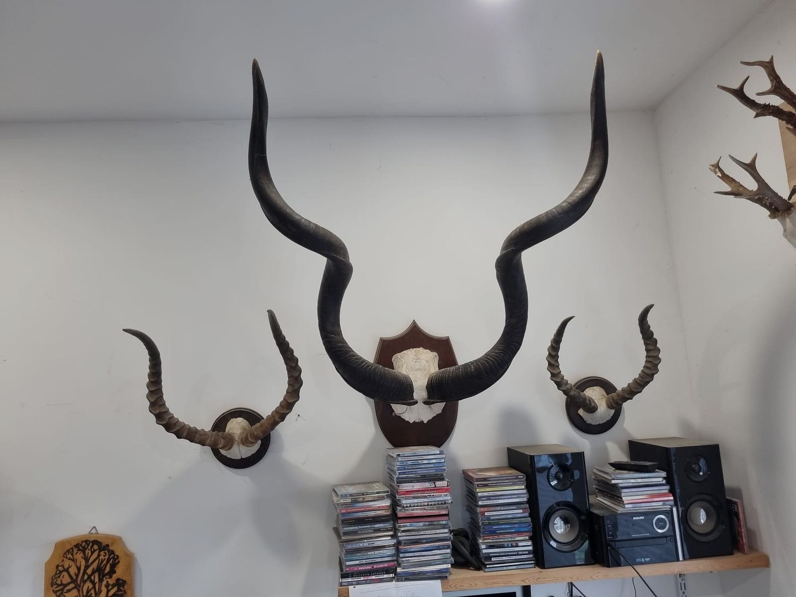 Trophées de chasse d'Afrique et de Namibie