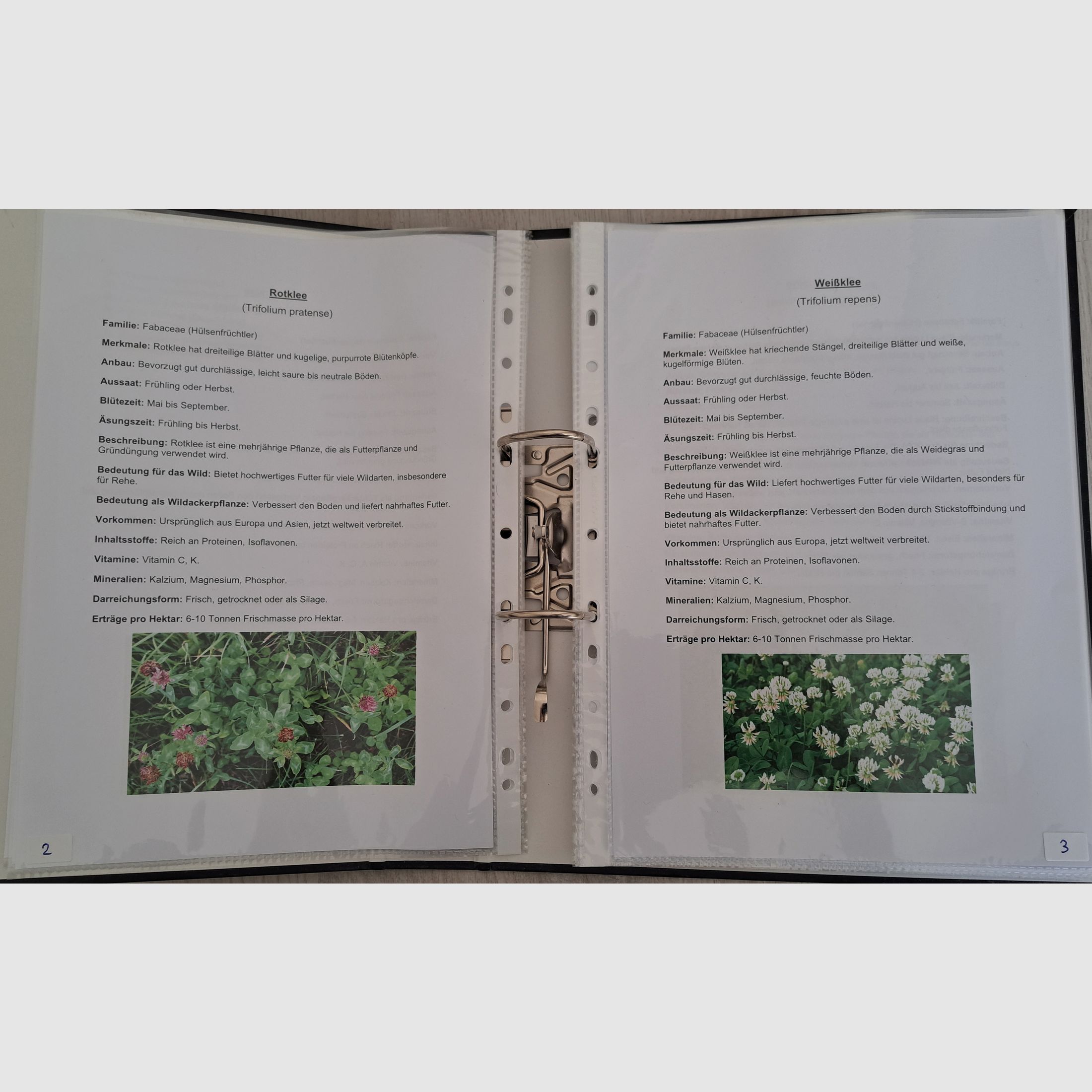 Saatgut Sammlung + Beschreibungsordner + Word-Datei + Eichen Regal  für Lehrzwecke