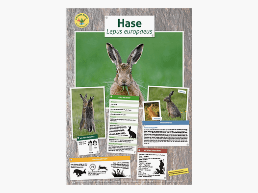 Lernort Natur-Tierposter Hase