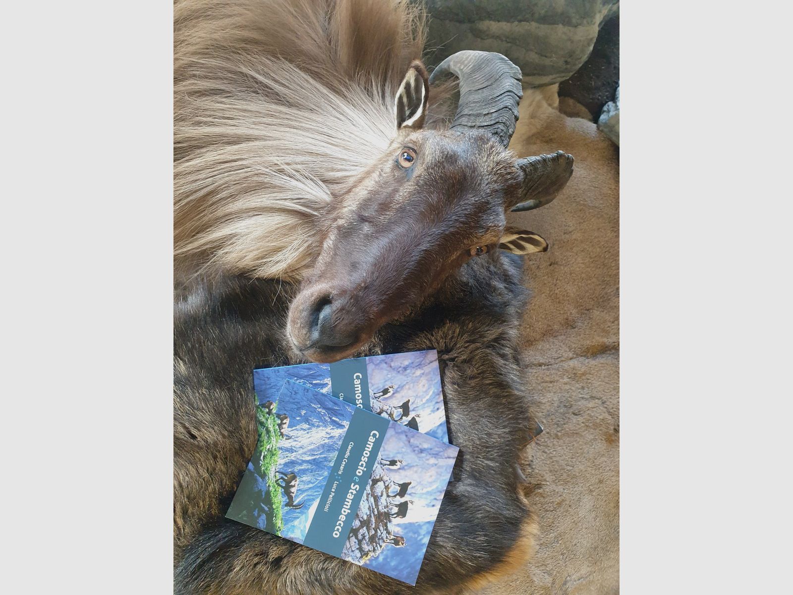 BUCH “UNCZA” CAMOSCIO UND STAMBECCO