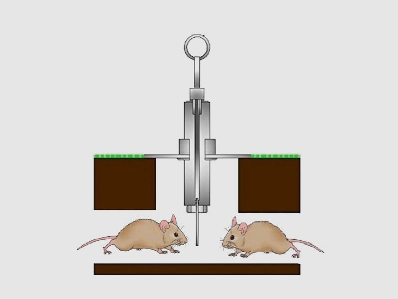 WĂĽhlmausfalle Schussfalle SelbstschussgerĂ¤t top-fox (P18)