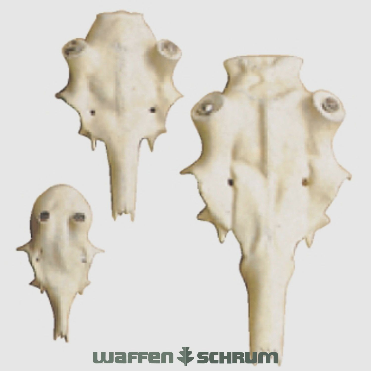 Adolf Boese Künstlicher Rothirschschädel Rosenstockdurchmesser 25mm