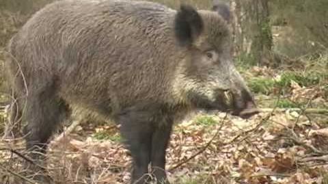 Kapitale Keiler, Veluwe