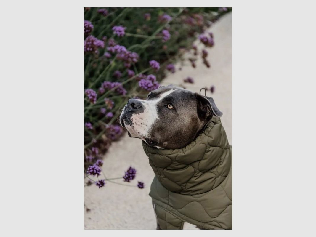 Kentucky Dogwear Hundemantel Winter Pina 160g Tannengrün XXXL 76-84cm