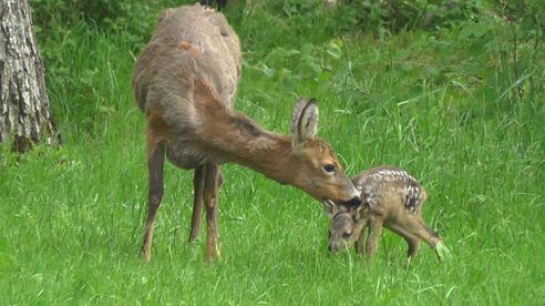 Bockjagd Mai 2016 - Roebuck Hunting May 2016