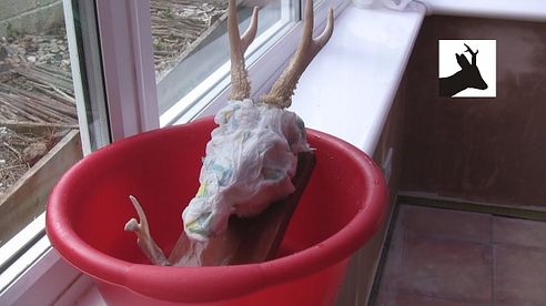 How to boil out deer head - part 3. Bleaching. Non medal trophy head.