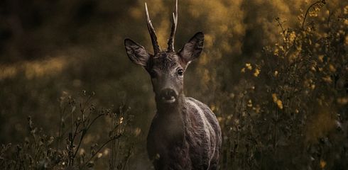 Jagd auf Rehwild