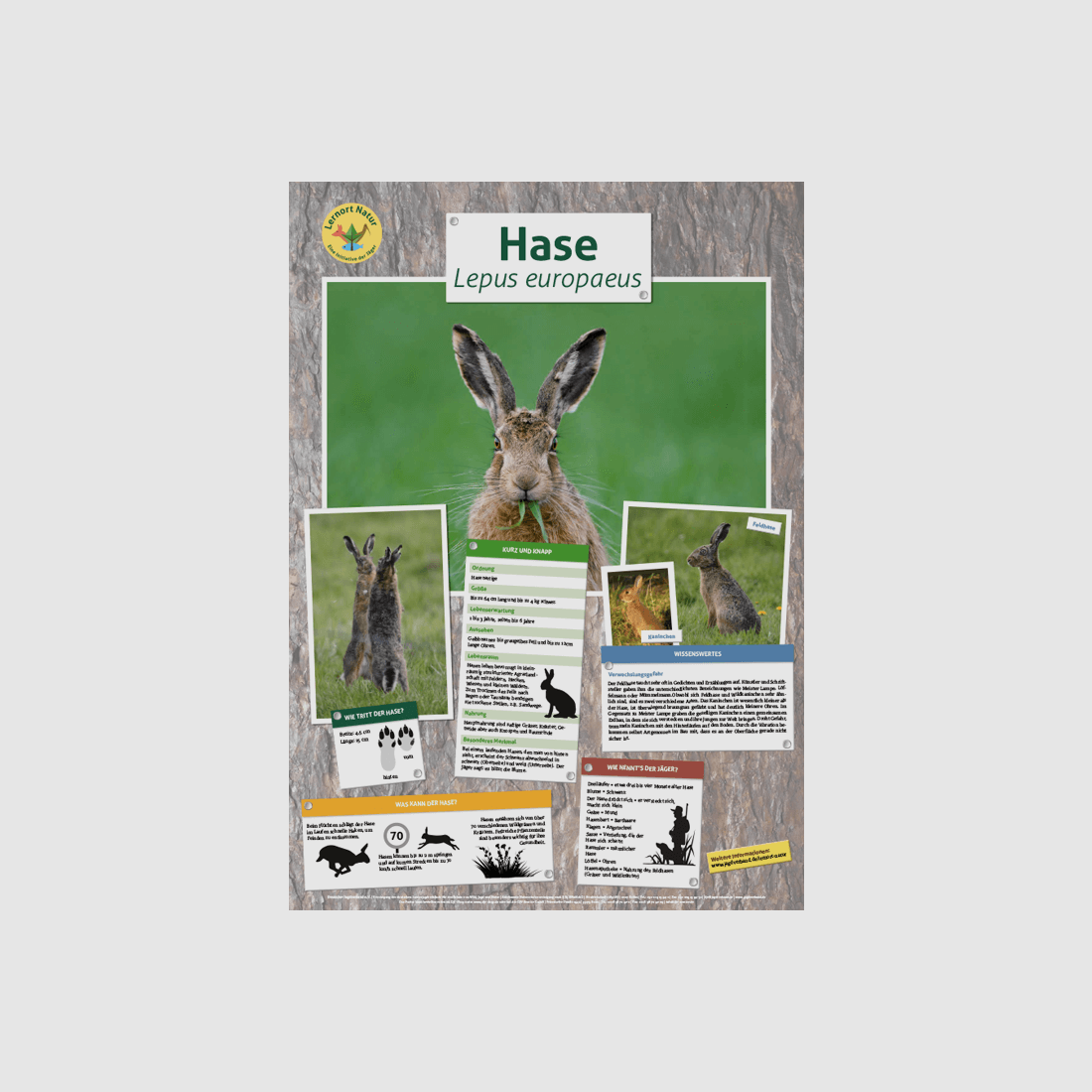 Lugar de aprendizaje naturaleza - Póster de animales liebre