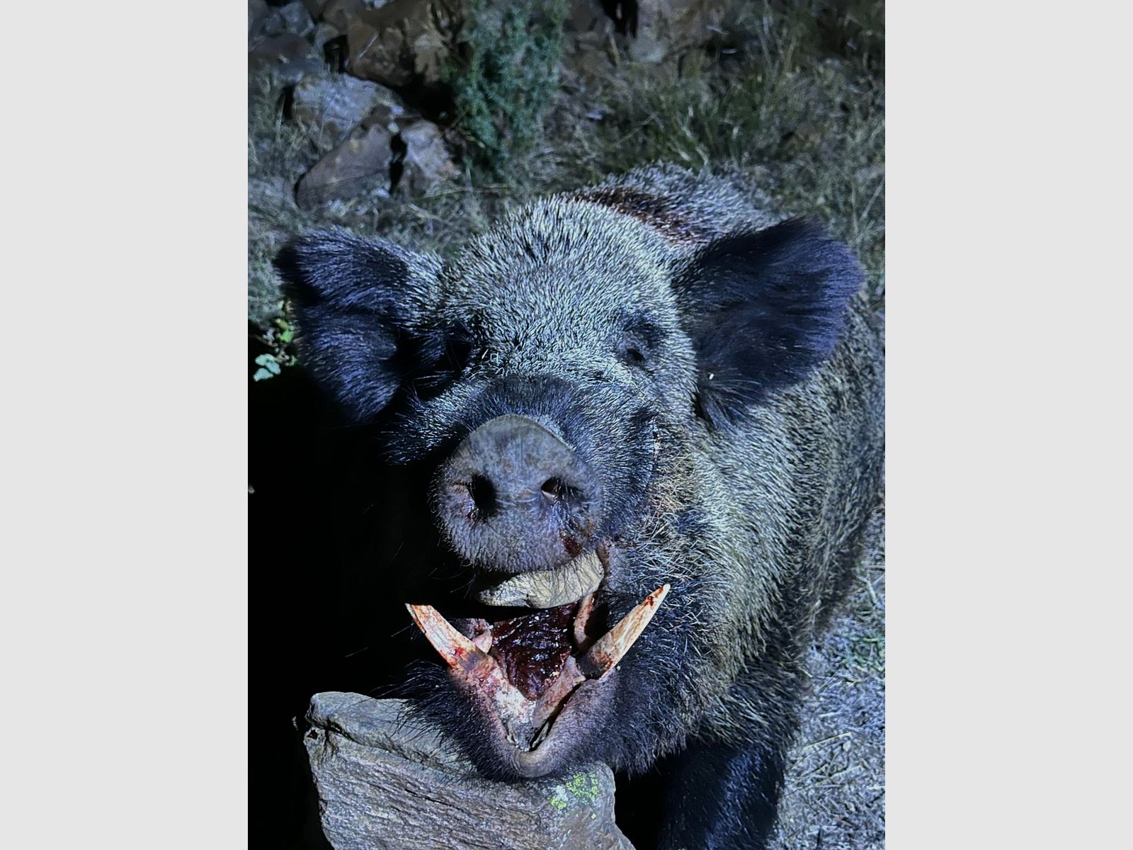 Nacht Pirsch Jagd in der Türkei  Sonderangebot 5 Sauen Inkl.