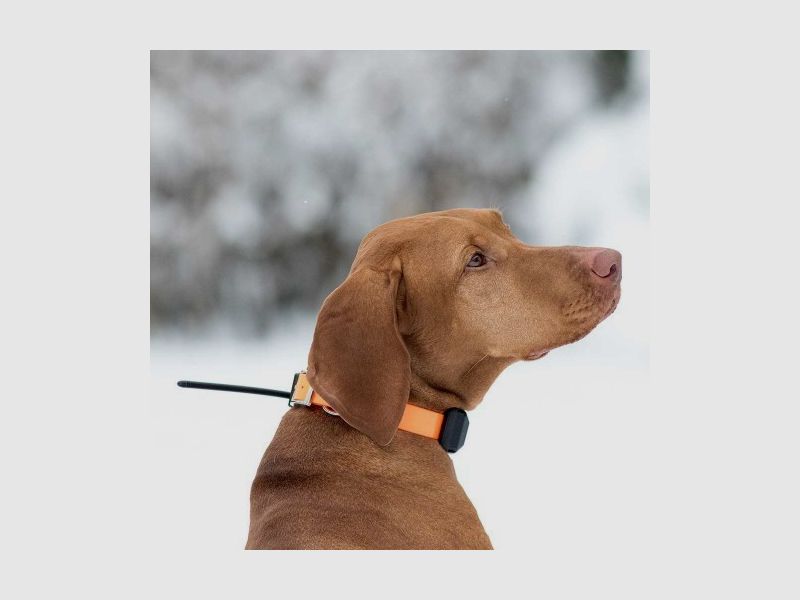 GPS-Tracker Dogtrace X30, Bild 5 von 5