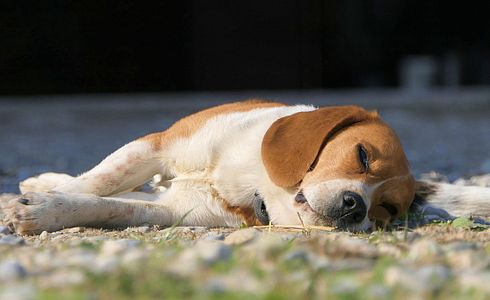 Breed Profile: Beagle