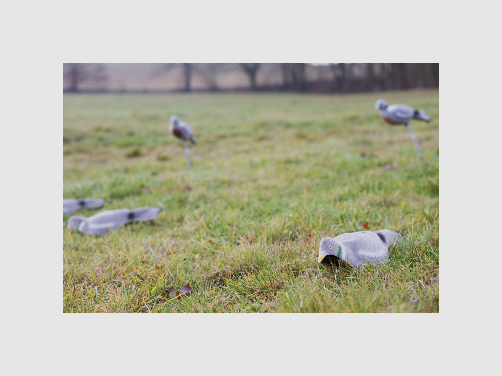 LOCKTAUBE half shell hollow dove flocked with earth spike