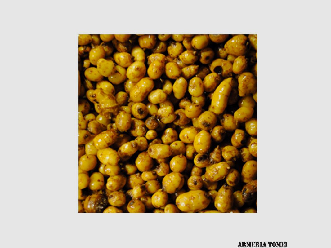 FEED UP – READY SEED HOOKBAIT TIGERNUTS 5KG, image 2 of 2