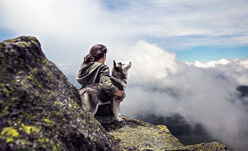 Alten Hund neu prägen: Ein Ratgeber zur Umerziehung älterer Hunde