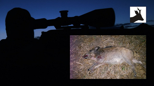 Wild boar night hunting - Nocne polowanie na dziki - Chasse Sanglier - Nachtjagd auf Schwarzwild