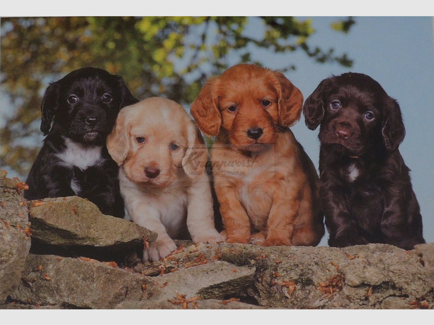 Grußkarte Cocker Spaniel Puppies