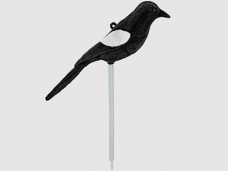 Lockvogel Elster in Verbindung mit der Elsternfalle oder auch ergänzend zum Krähenbild