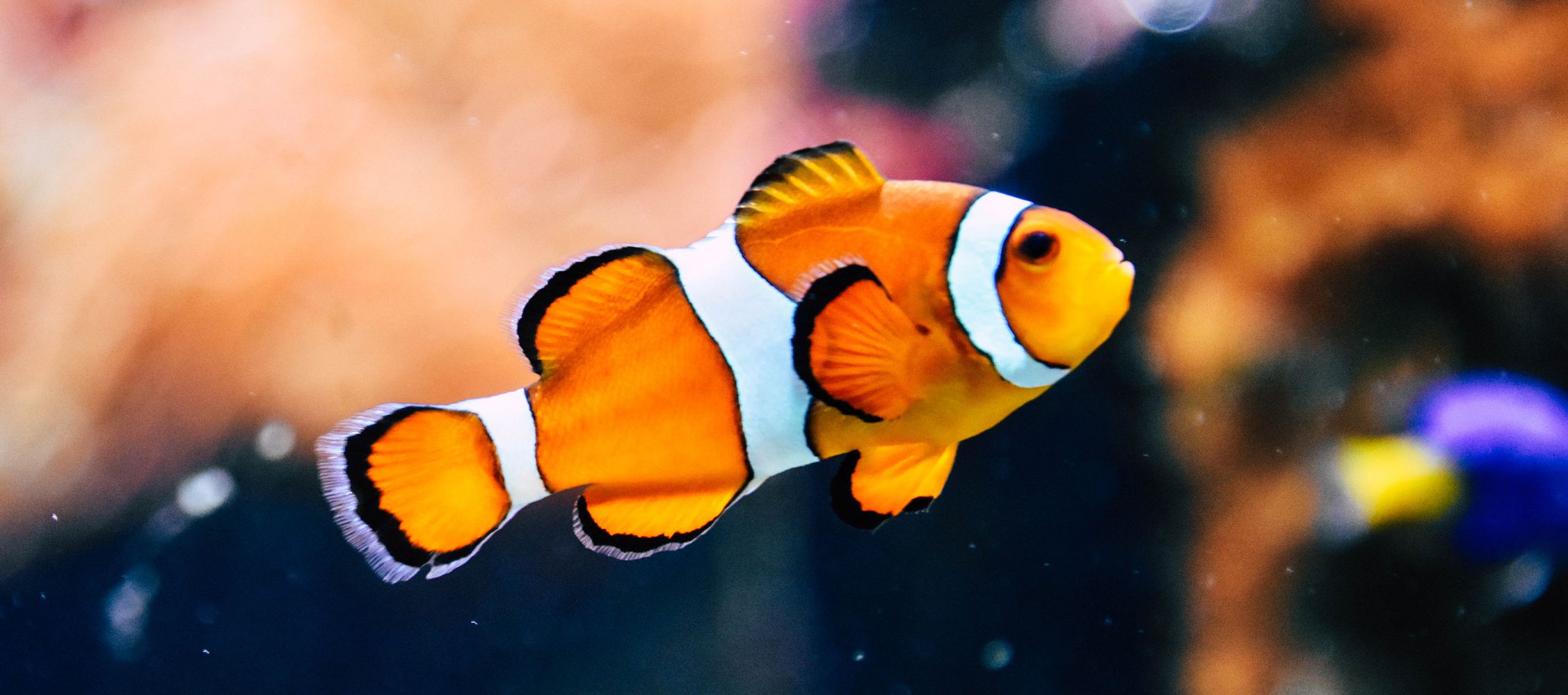 Understanding Fish Behavior: Basics of Fish Psychology for Beginners