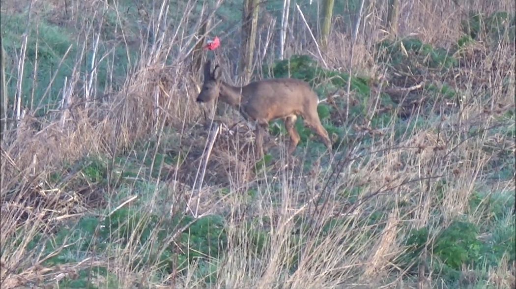 april 1st opening day buck