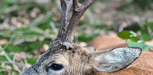 Unvergessliche Jagderlebnisse weltweit