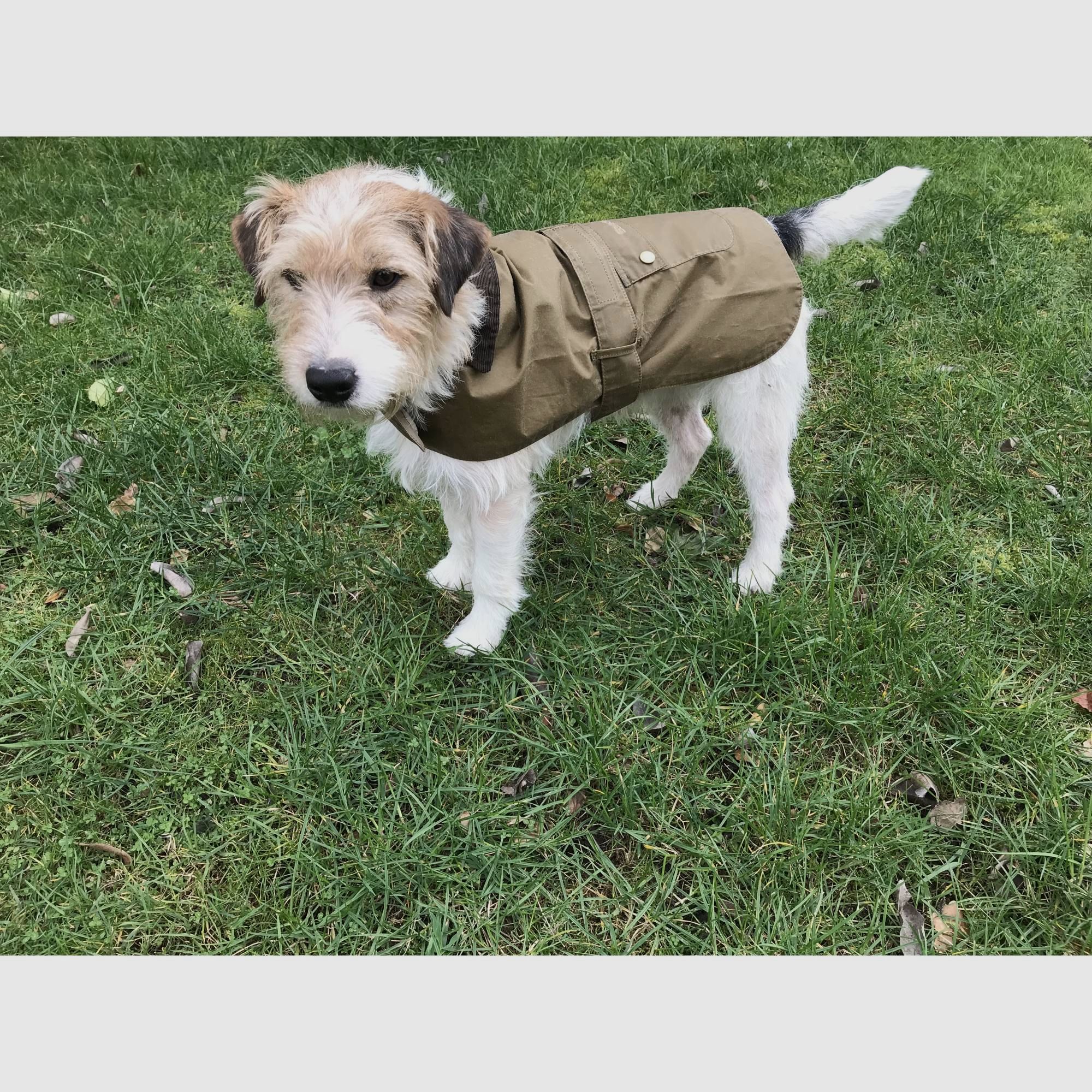 Barbour Lightweight Wax Dog Coat Olive XL