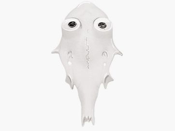 Roe deer skull E1 12mm -