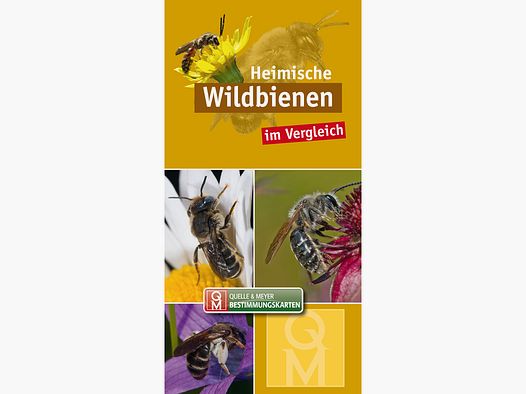 Carte d'identification "Abeilles sauvages indigènes en comparaison"