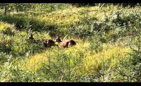 Herbstblatt - Jagen im Zillertal