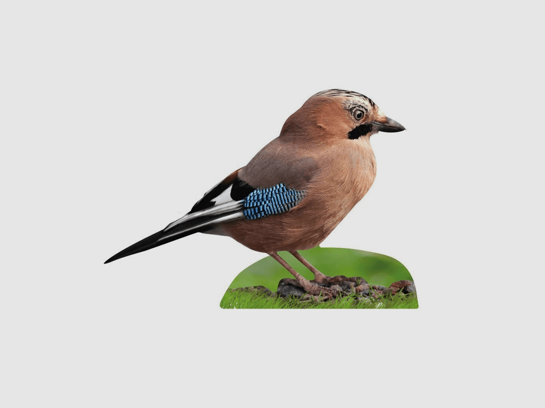 Tieraufsteller Eichelhäher