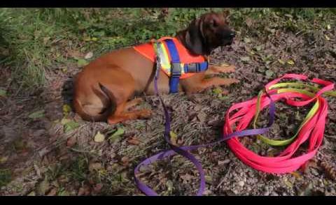 Schweisshund Training - Nachsuche, Schwarzwildfährte, Eftersök