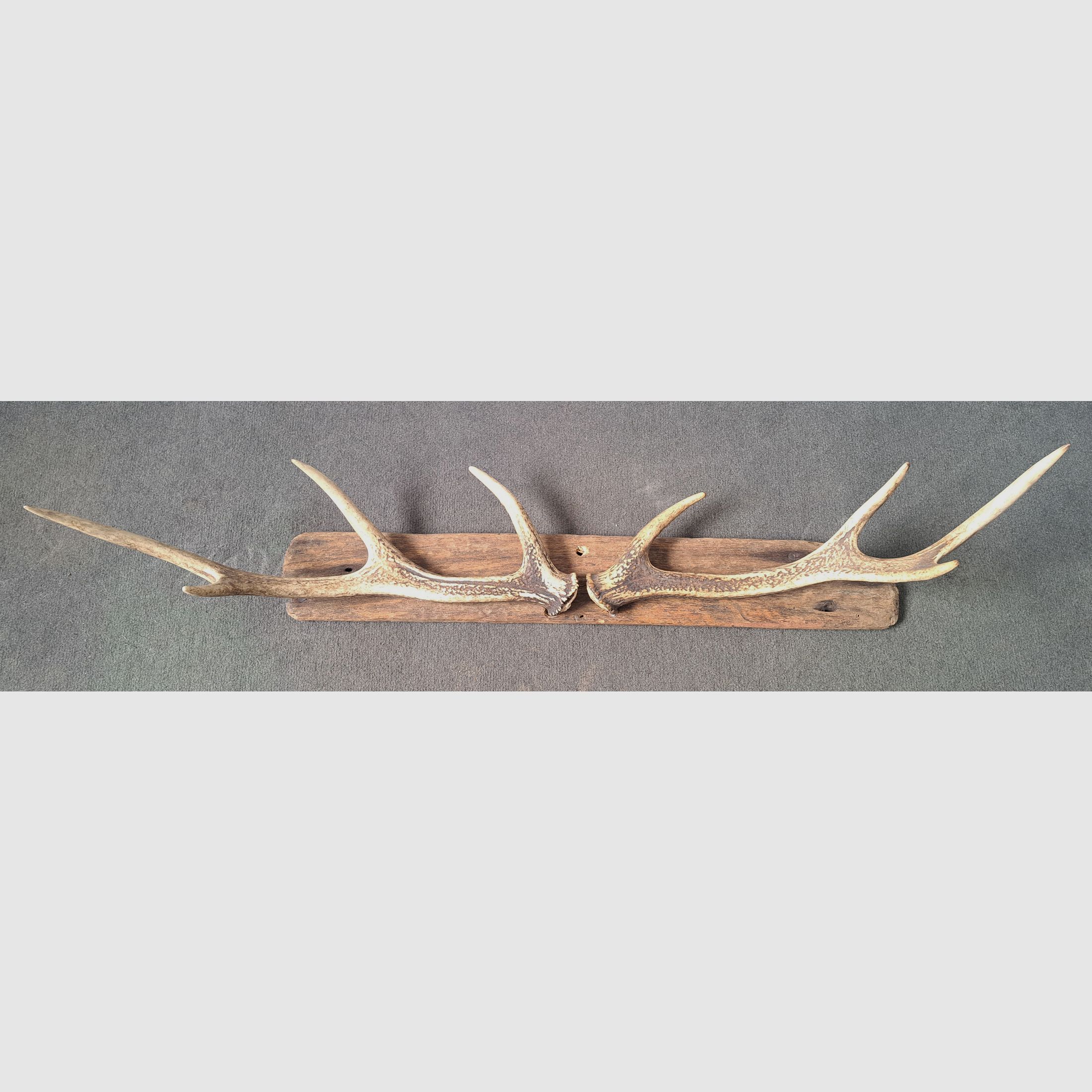 2x Sikawild Abwurfstange Geweih sur bois flotté