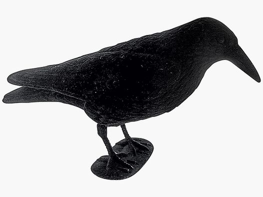 APPELANT CORBEAU